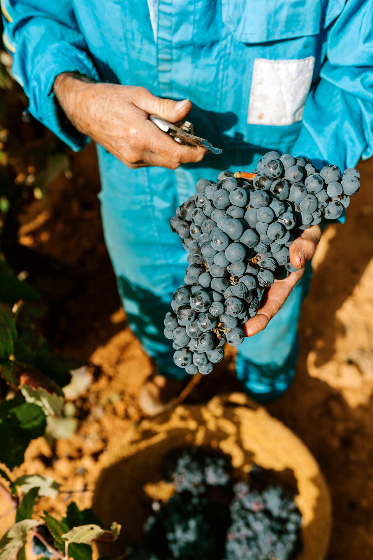 Vine Cliff 1871 WORKER HANDS GRAPES