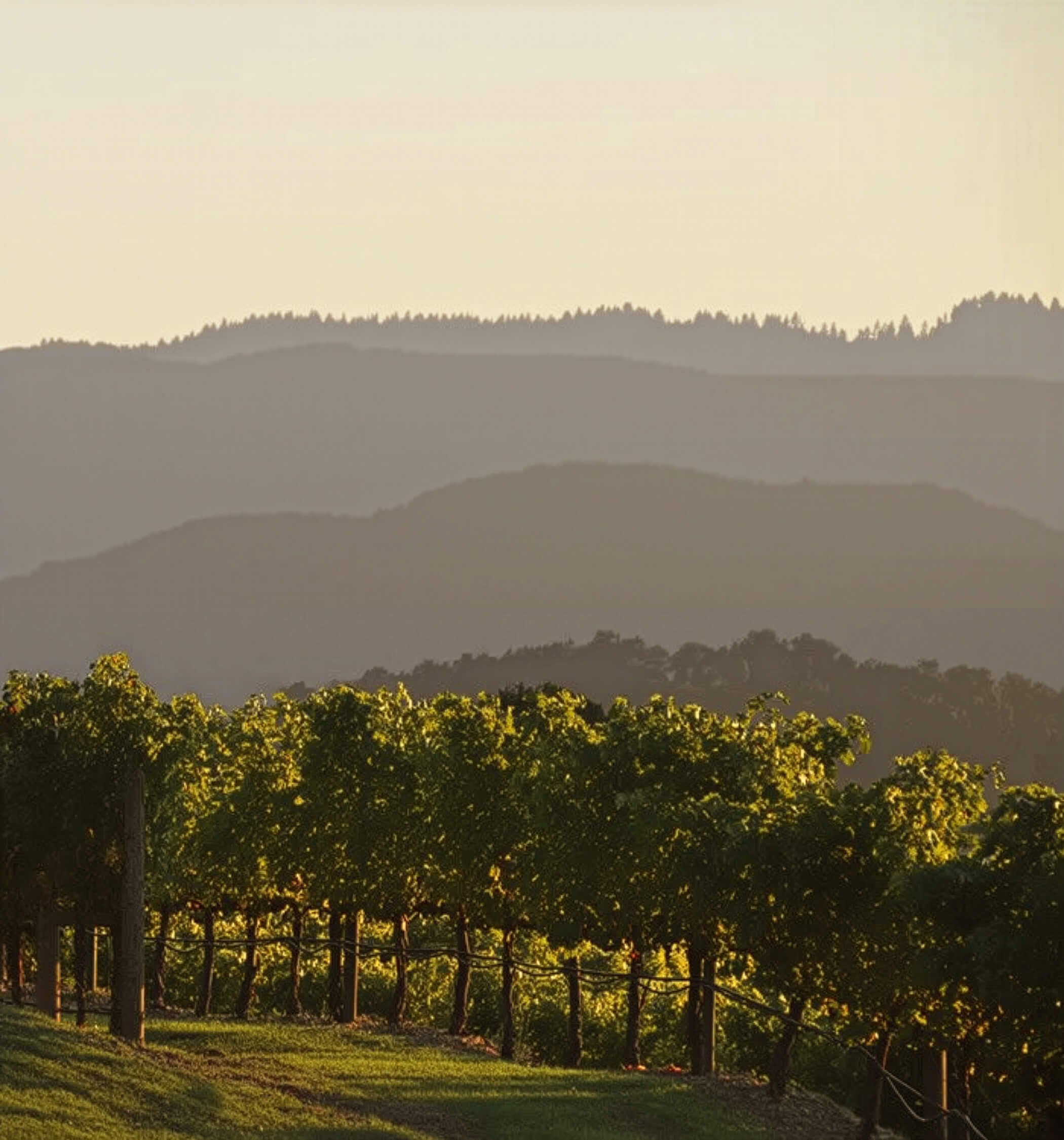 Vine Cliff 1871 STORY TODAY VINEYARD